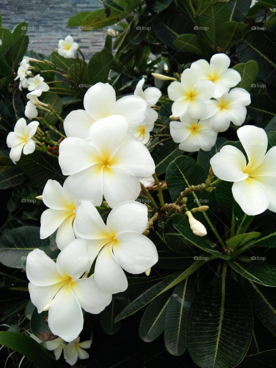 Nerium Oleander White flowers