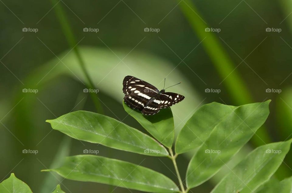 Beautiful and cute butterfly