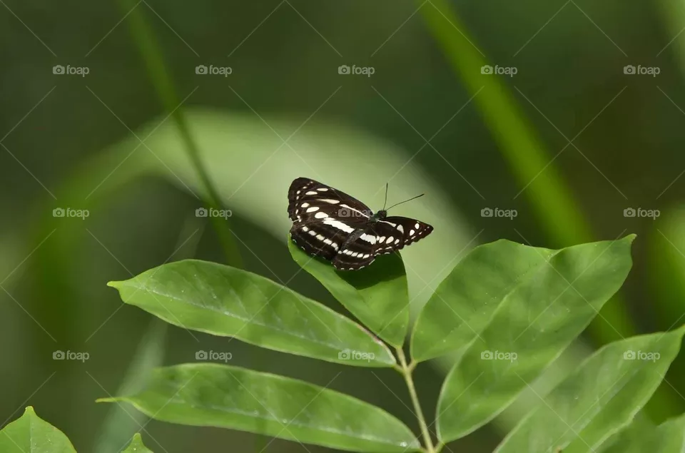 Beautiful and cute butterfly