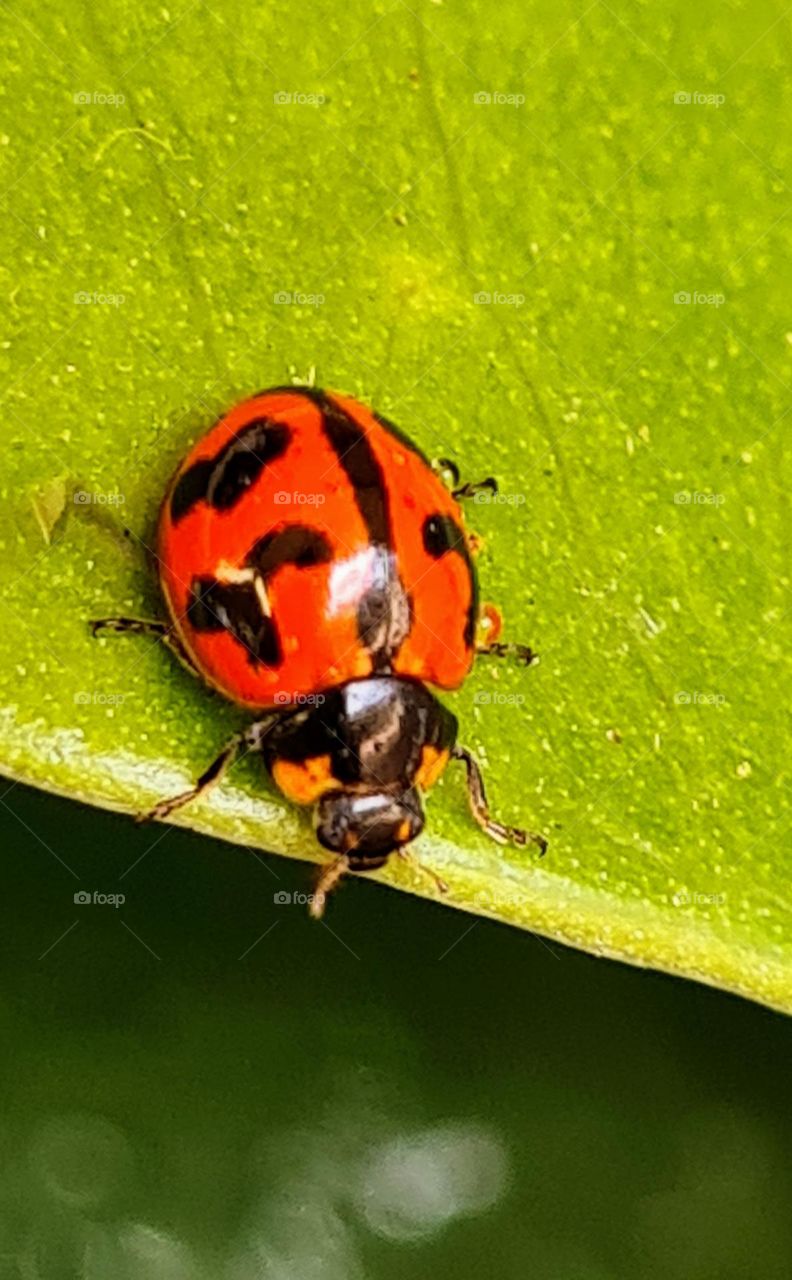 Ladybug exploring the garden