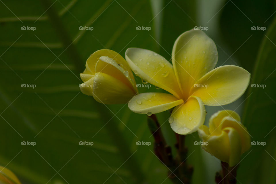 Bunch Fresh Frangipani 