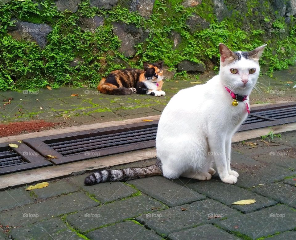 Calico cat and white cat with a ring tail...