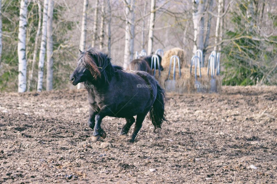 Pony running in the pasture