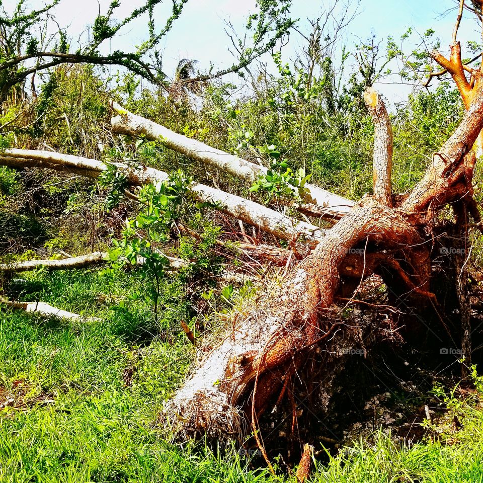 Hurricane Irma tossed my tree like it was a rag doll