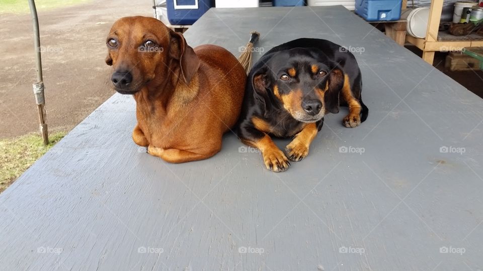 Doxies