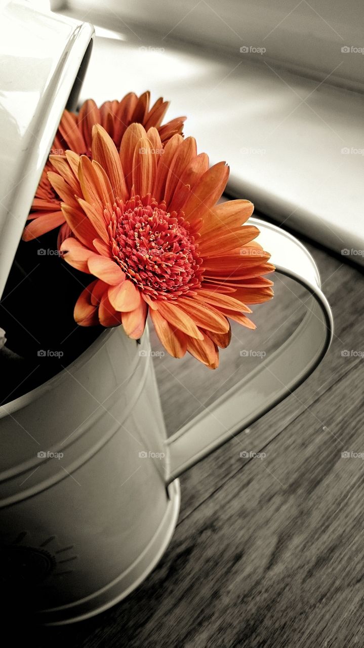 Flowers in the jug