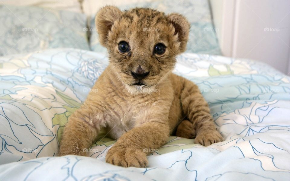 Lion cub on bed
