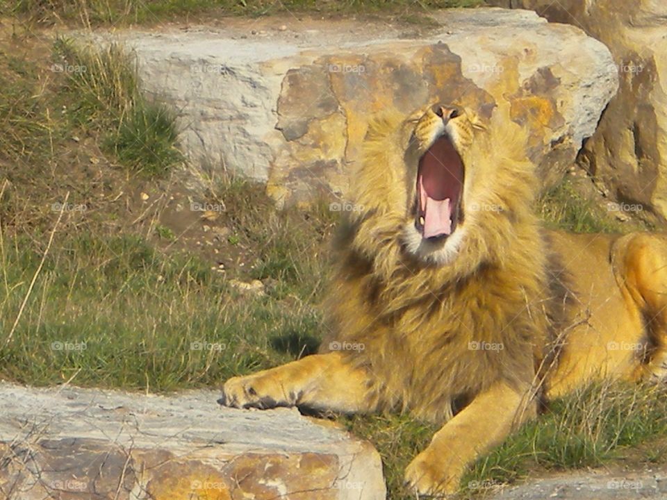 King of the jungle . Visit to the Safari Park