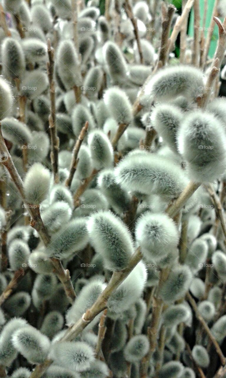 Pussy willow. A petite and familiar spring time favorite and so much fun to look at.