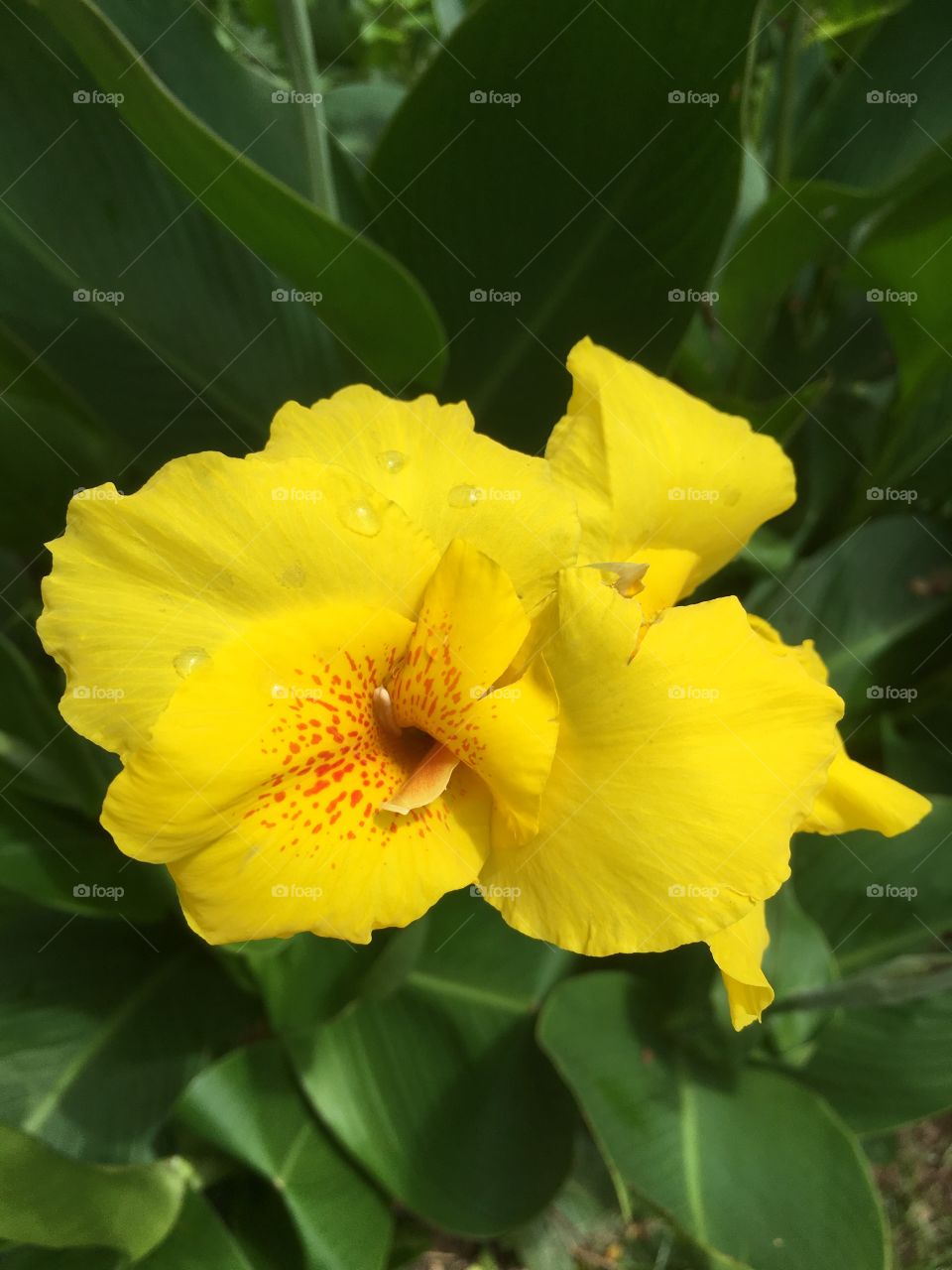 Yellow flower