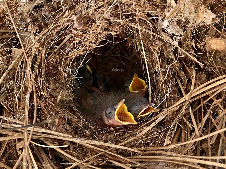 Baby wrens in nest