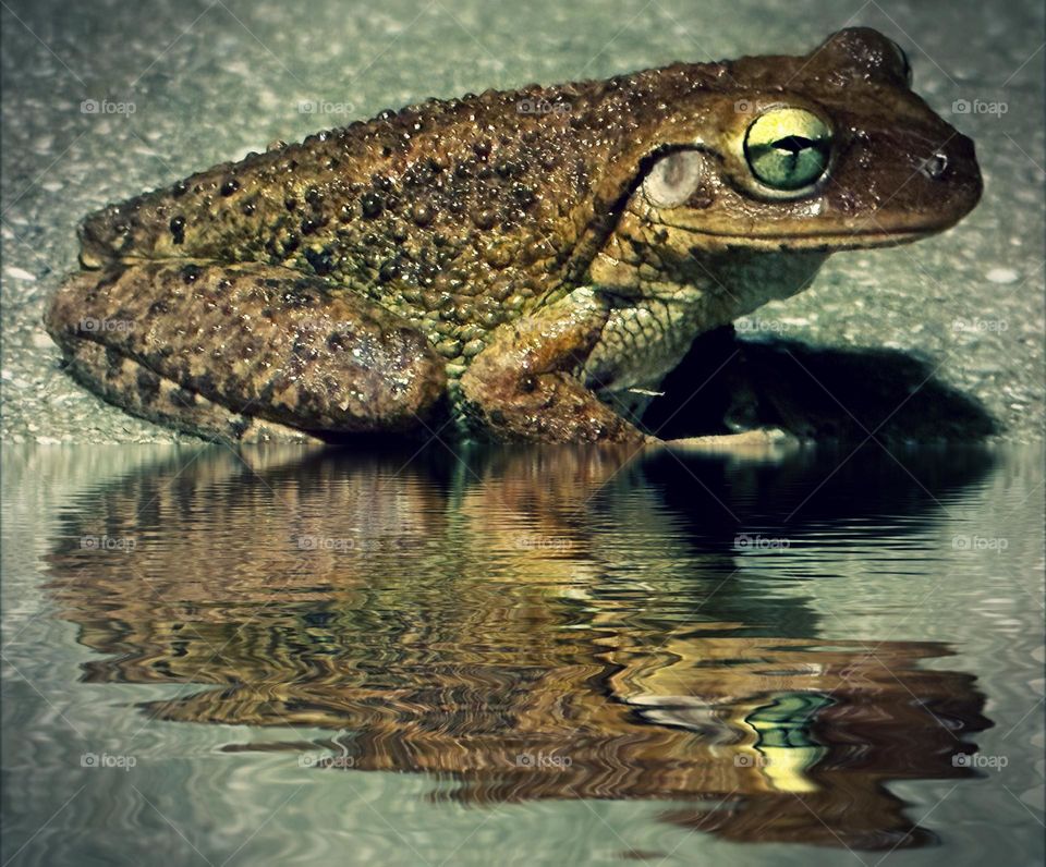 Mr. Frog and his reflection.