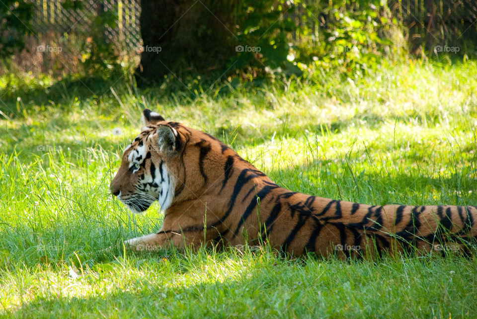 animal tiger zoo wild by jbdc