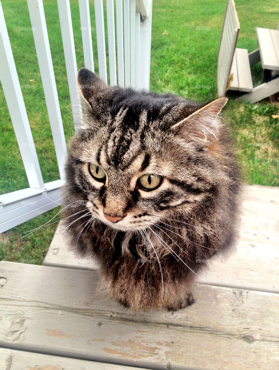 cat cute kitty adorable by stykellee