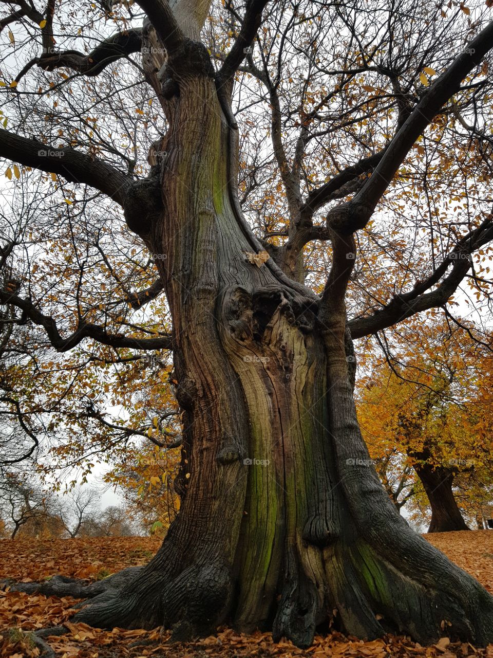 Greenwich park old autumn tree