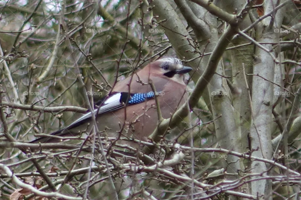 The jay