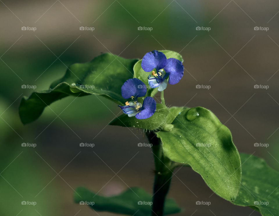 Asiatic day flower  - purple