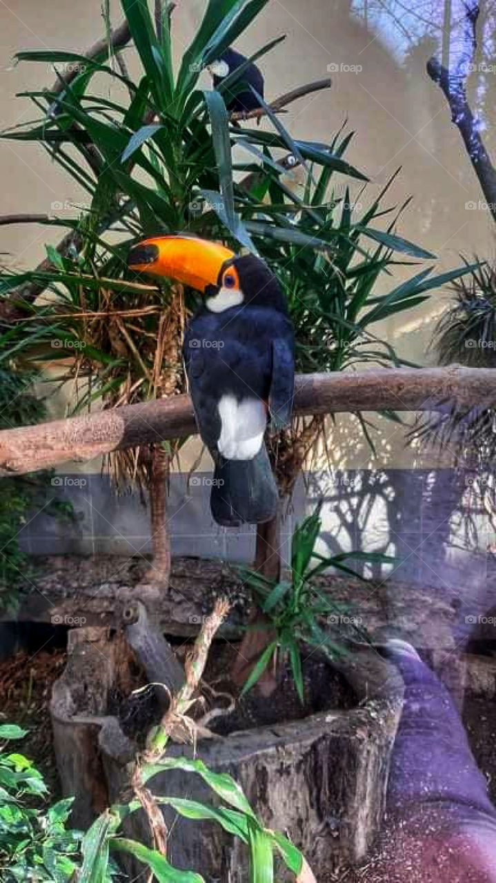 Toucan- the bird with a big and interesting beak