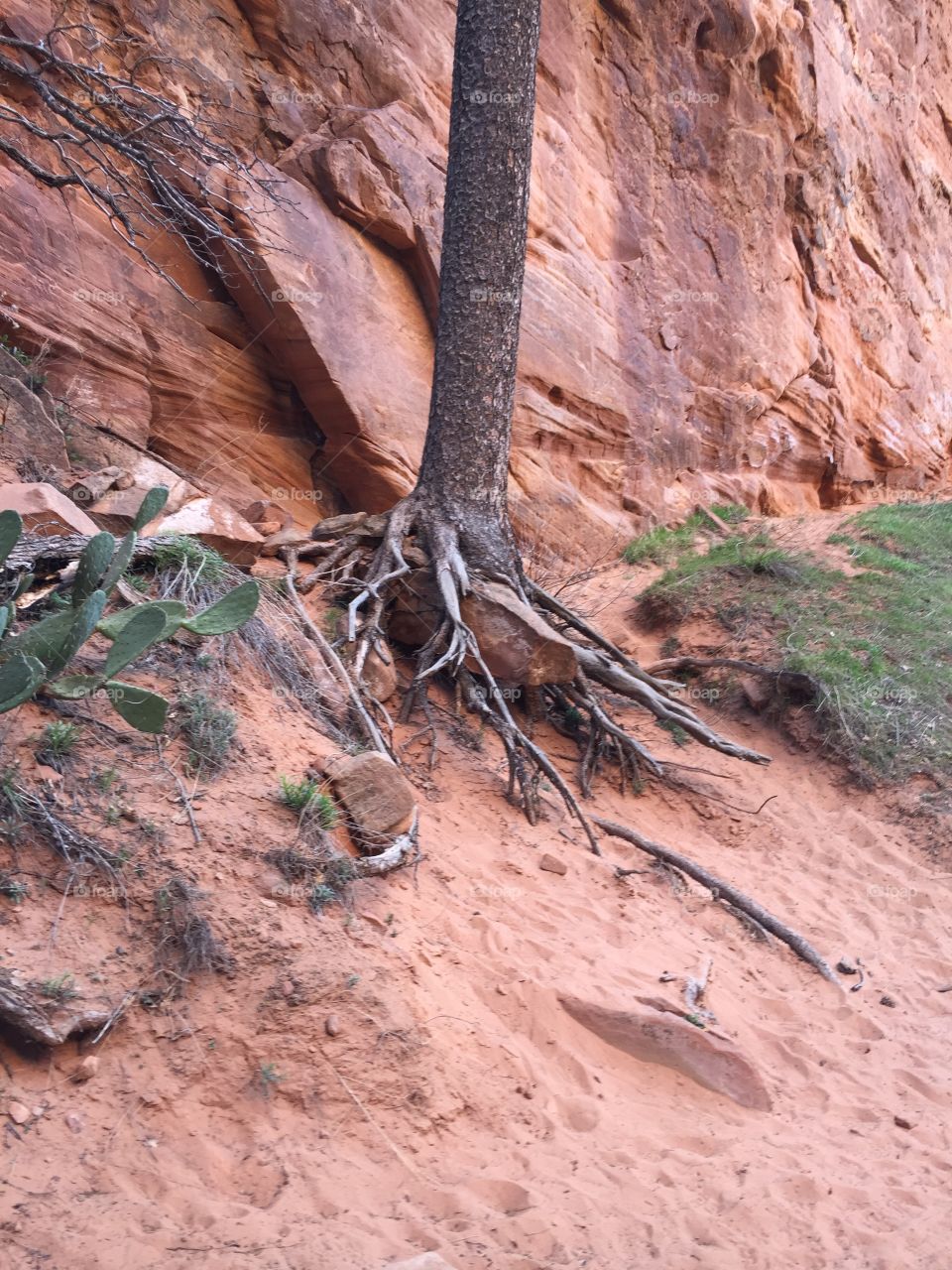 Tree roots. Intricate.