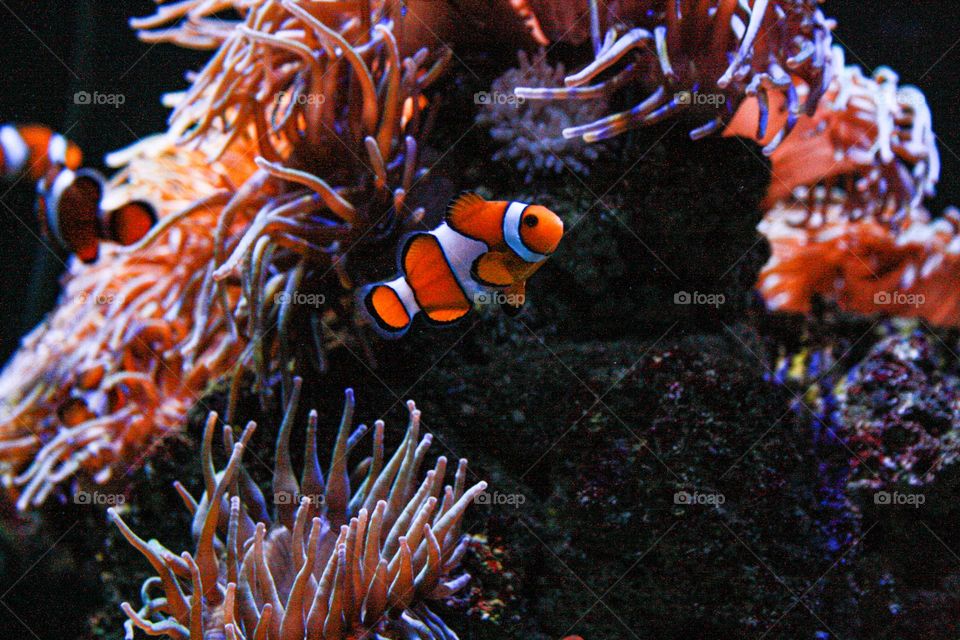 Little fish (just like Nemo ♡).