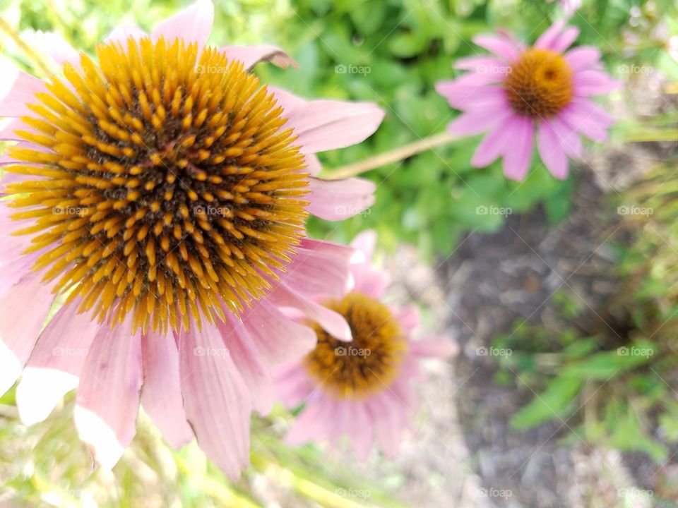 Echinacea Flowers