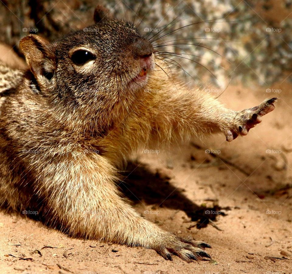 Squirrel Taking a Morning Stretch