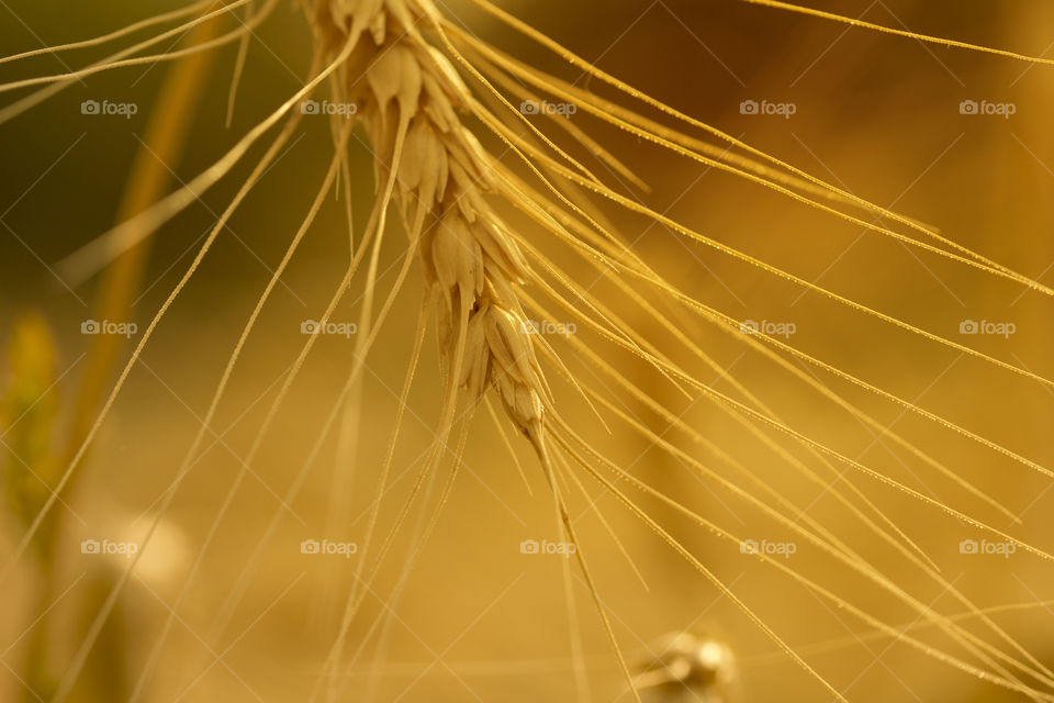 Ripe wheat close up on farm field .Ears of golden wheat close up. Beautiful Nature Sunset Landscape. Background of ripening ears of meadow wheat field.