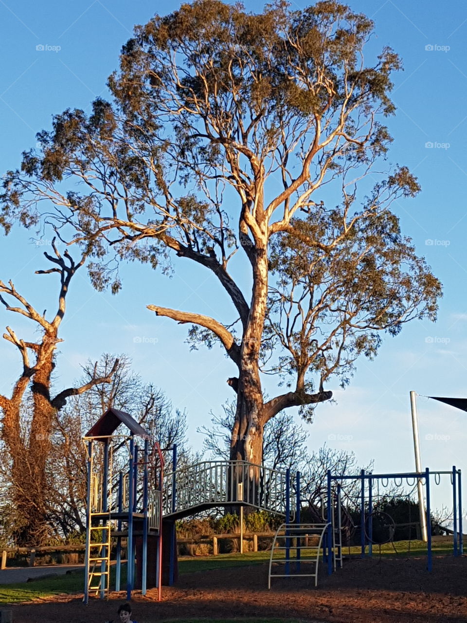 Eucalypts and Light