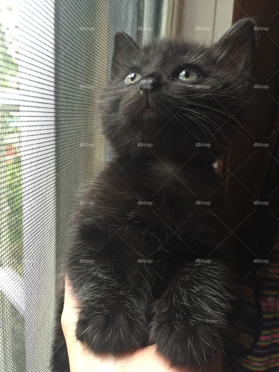 Kitten list in a dream