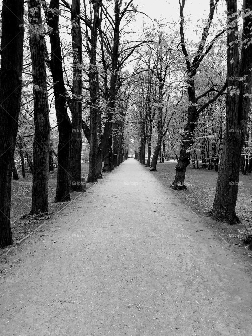 Black and white trees