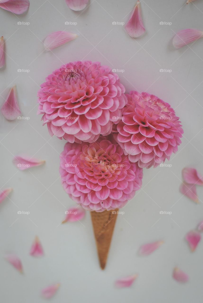 Dahlia summer icecream - pink flower daisy cone