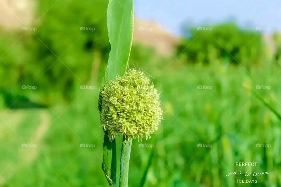 Glory be to God, the magnificent and picturesque view and the natural green trees are a view that is nothing more wonderful than it