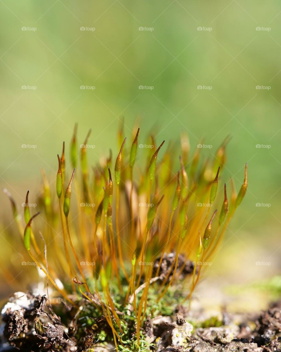 Macro of moss spores