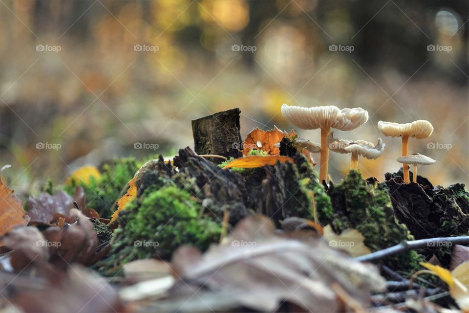 Mushrooms in the forest