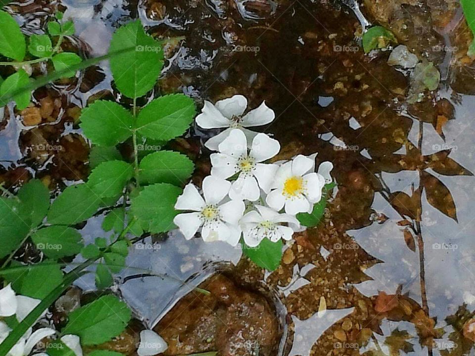 Wildflower Reflections
