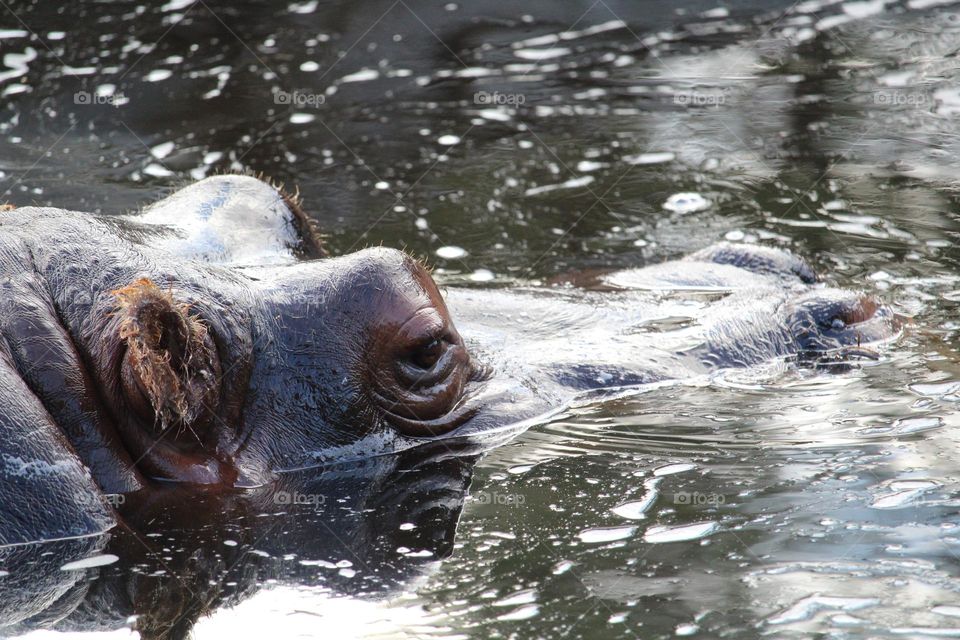 Hippo enjoying the afternoon relaxing in the water