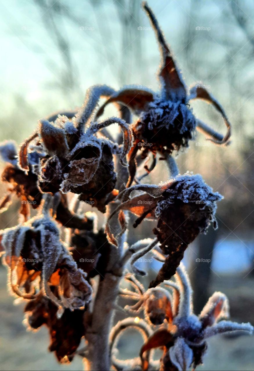 blackened fruits of a confiture rose  in morning sunshine