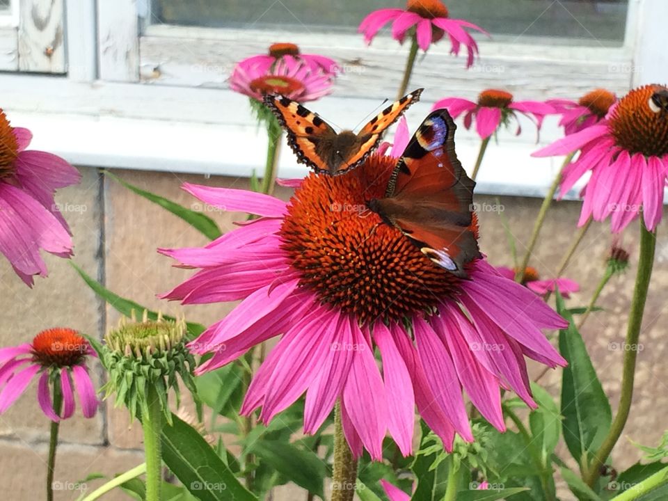 Buttefrlies. Spring in Sweden