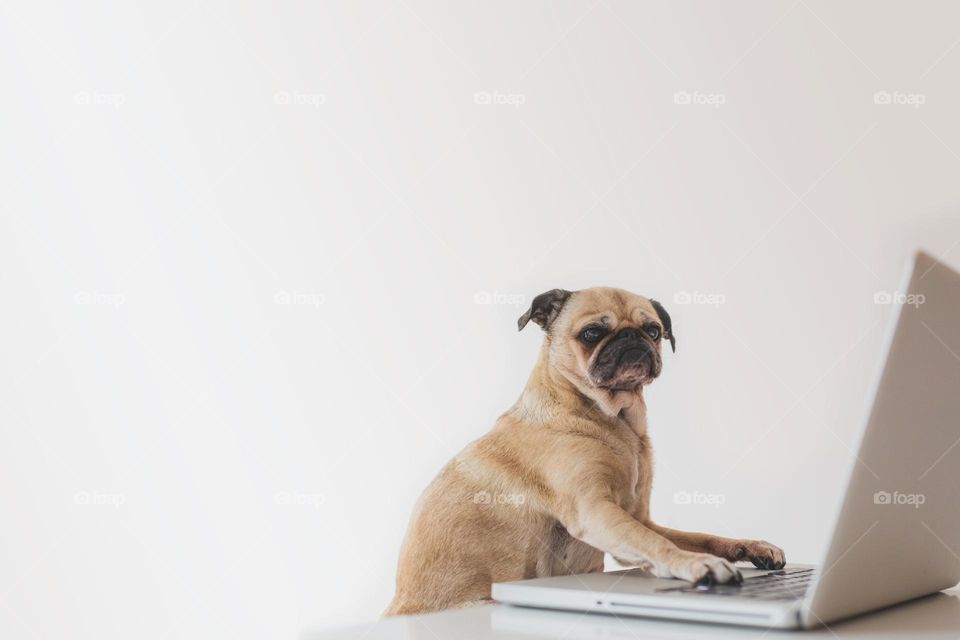 business pug woking on laptop