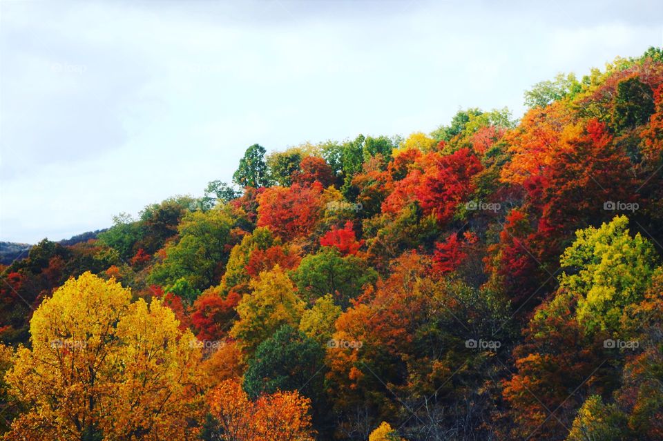 Colorful tree tops in Autumn