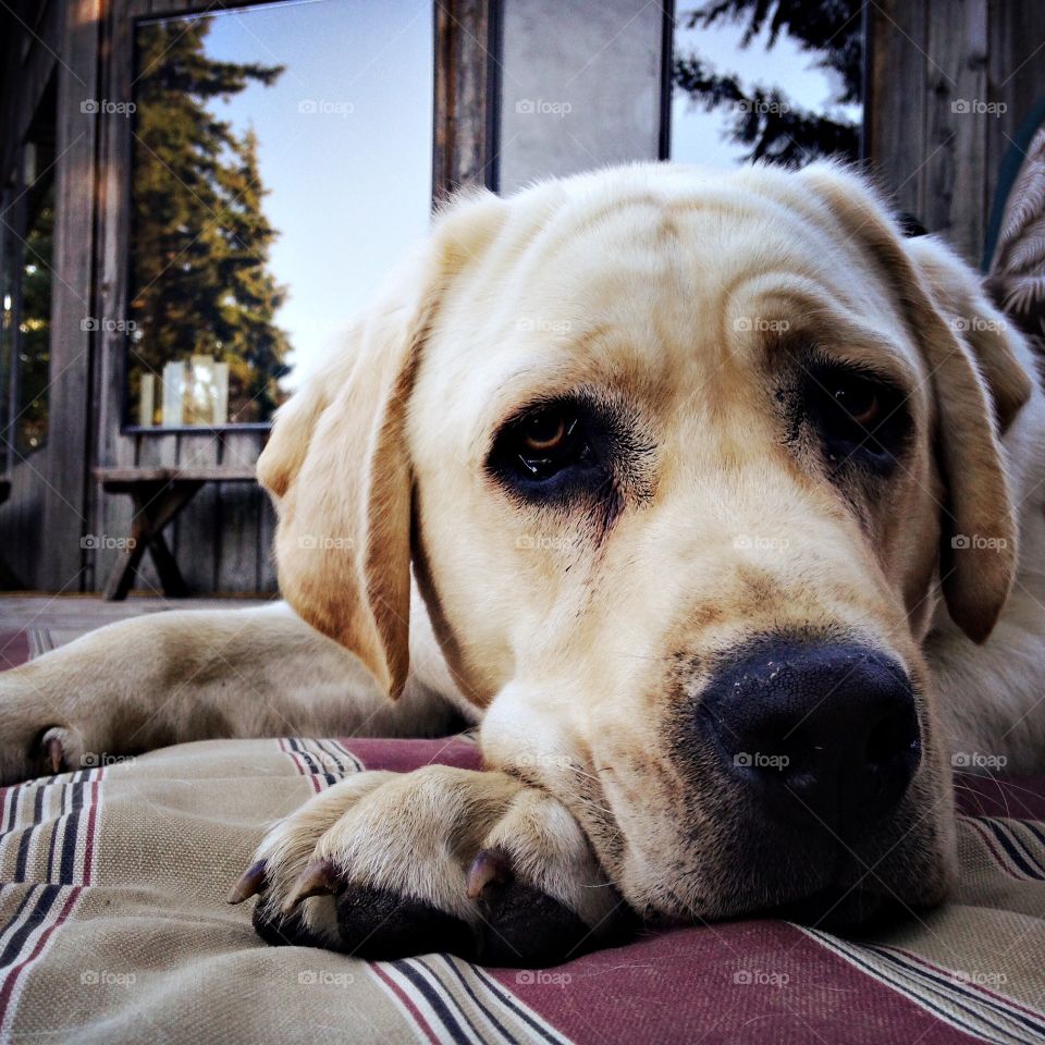 Hunter, a mastiff/lab rescue, lazes on the deck in the sun. 