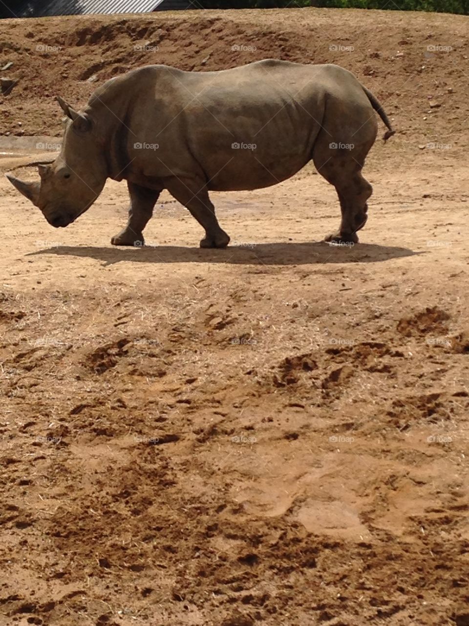 Rhino at a zoo