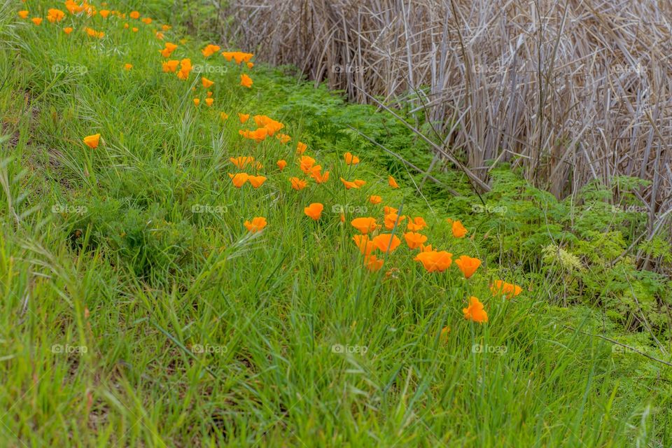 California Poppy