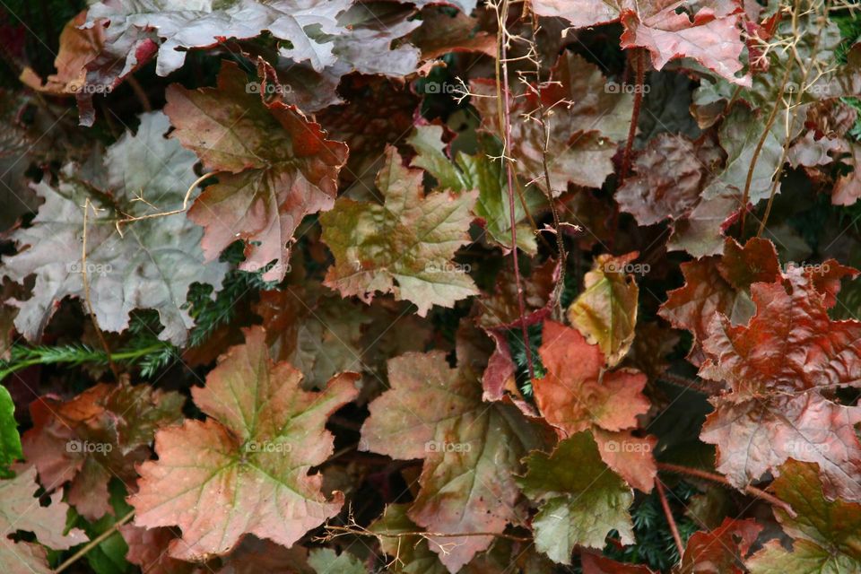 heuchera leaves