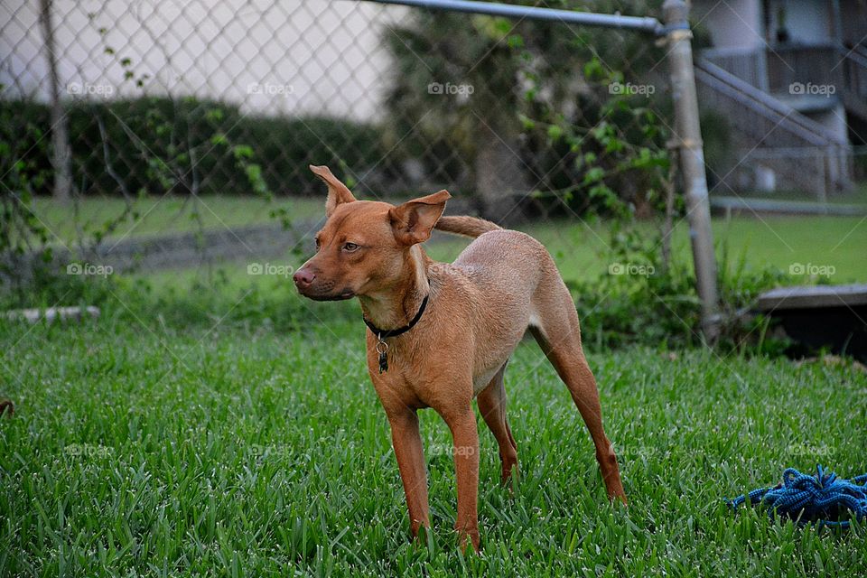 Cinnamon in the backyard grass