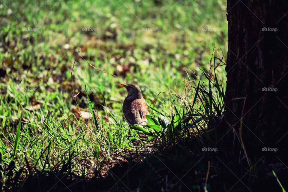 bird on green grass near a tree in the forest of the park