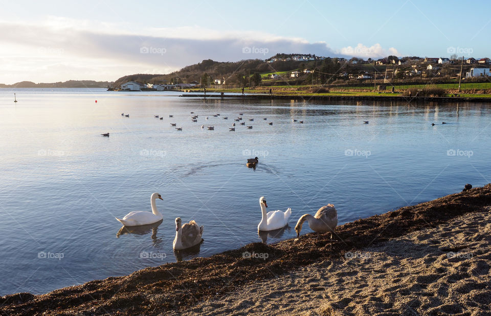 Swans at the beach