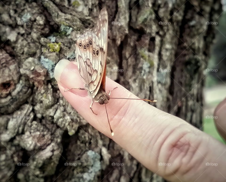 Butterfly Looking Up