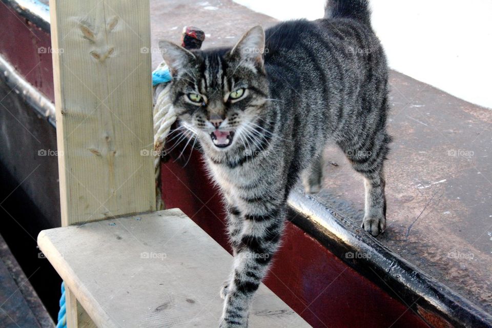 Houseboat cat