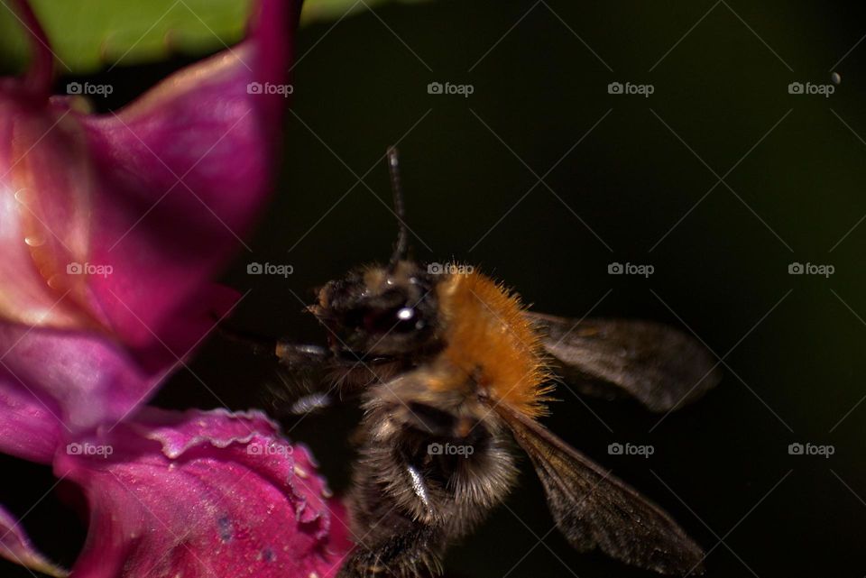 A macro shot of a bee ready to fly away.